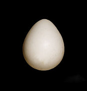 bobwhite-egg.jpg