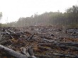 Deforestation and  Habitat Destruction