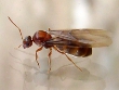 False Honey Ants