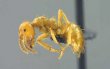 Large Yellow Ant