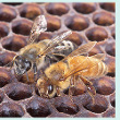 African Honey Bee