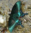 Alpine Black Swallowtail Butterfly
