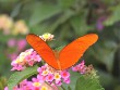 Julia Heliconian Butterfly