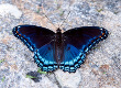 Red spotted Purple Butterfly