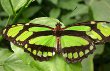Scarce Bamboo Page Butterfly