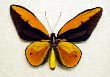 Wallace-s Golden Birdwing Butterfly