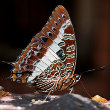 White-barred Emperor Butterfly