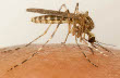 Coquillettidia Mosquito