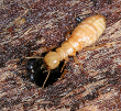 Dampwood Termite