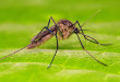Deinocerites Mosquito