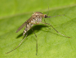 Ochlerotatus Mosquitoes