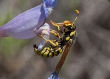 Pollen Wasp