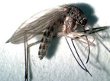 Psorophora Mosquito