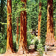 Coast Redwood Tree