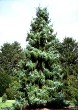 Serbian Spruce Tree