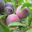 Burbank Plum (Prunus salicina)
