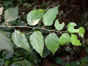 hackberry celtis tree occidentalis trees leaves deciduous common american lookseek category emperor base