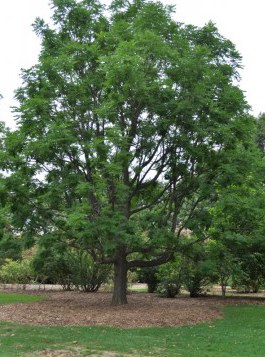 Kentucky Coffee tree (Gymnocladus dioicus) - Knowledge Base LookSeek.com