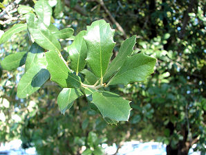 southern live oak tree leaves