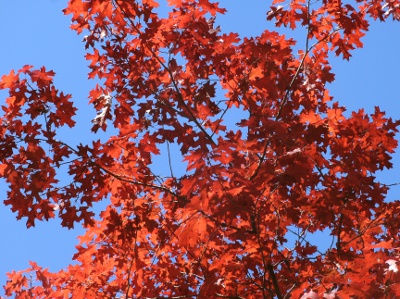 oak red trees tree northern canada quercus deciduous rubra native lookseek awesome edition know types category tentree