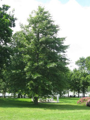 pin oak tree