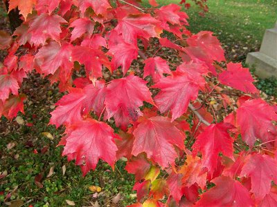 Red Maple Tree - Knowledge Base LookSeek.com