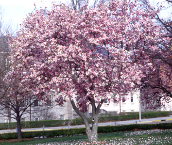 magnolia saucer tree deciduous trees soulangeana lookseek category