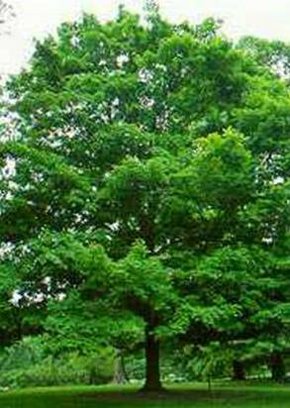 buy large sugar maple trees