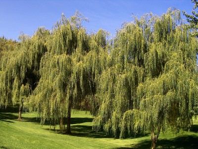 Weeping willow named a Tree of Distinction, Local News