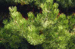 Australian Pine (Pinus nigra)