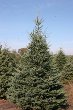 Black Hills Spruce (Picea glauca var)