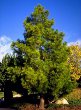 Canary Island Pine (Pinus canariensis)