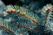 Colorado Blue Spruce (Picea pungens)