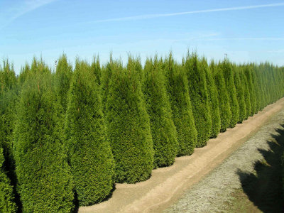 shaped trees Pyramid