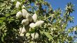 Almond Tree