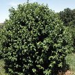 Arbor Day Hazelnut Tree (Corylus sp)