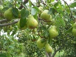 Bartlett Peach Tree (Pyrus communis)