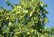 Butternut Tree (White Walnut) (Juglans cinerea)