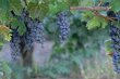 Catawba Grape Vine Tree