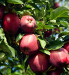 Early Harvest Apple Tree (Malus x domestica)