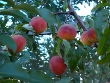 Elberta Peach (Prunus persica)