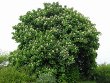 Horsechestnut (Aesculus hippocastanum)