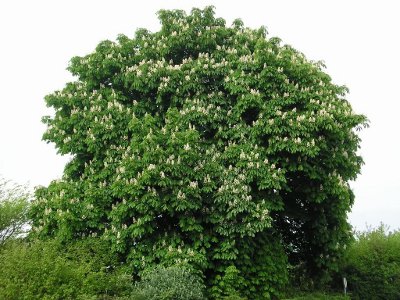 Horsechestnut Aesculus Hippocastanum Knowledge Base Lookseek Com