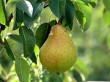 Kieffer Pear Tree (Pyrus communis)