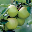 Lodi Apple Tree (Maus X domestica)