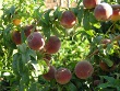 Peach Hale-Haven (Prunus persica)