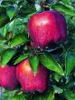 Red Delicious Apple tree (Malus x domestica)