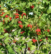 American Cranberrybush Plant