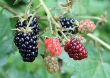 Arapaho Blackberry (Rubus fruticosus)
