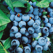 Blue Crop Blue Berry (Vaccinium corymbosum)